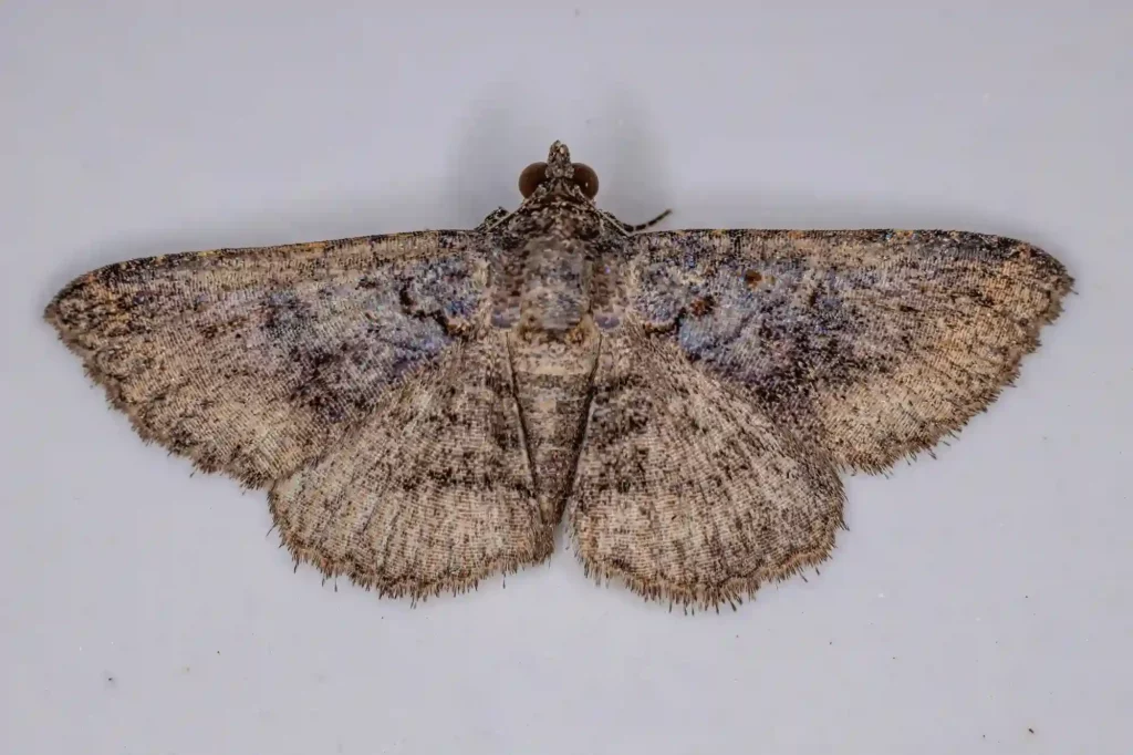 Mottenbefall auf dem Dachboden gezielt bekämpfen lassen – Kammerjäger Frankenthal