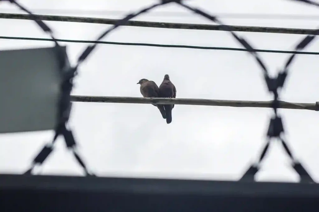 Stacheldraht gegen Tauben anbringen lassen – Effektive Schutzmaßnahme in Frankenthal