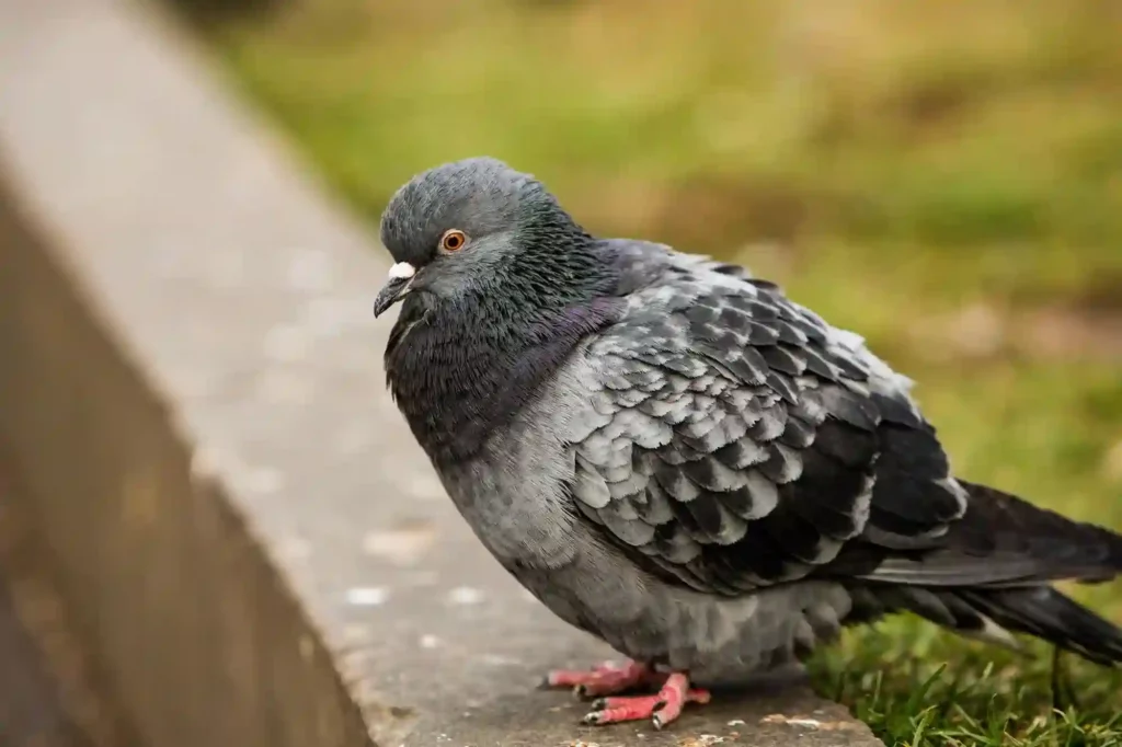 Taubenabwehr durch Experten in Frankenthal überprüfen und optimieren lassen